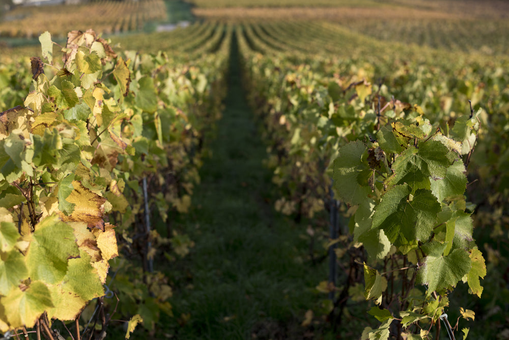 Vers un Champagne Plus Vert : Pratiques Durables dans la Viticulture