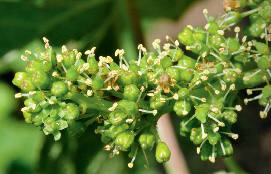 Intégration des Technologies Innovantes et Pratiques Culturales Durables dans les Vignobles Champenois